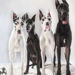 Great Danes from AsayAcres Great Danes