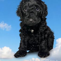 Dove - Black male Barbet puppy in New Bedford, Massachusetts from Barbie's Barbets