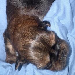 Bob - Red and tan male Shih Tzu puppy in Hendersonville, Tennessee from Peekaboo Farms