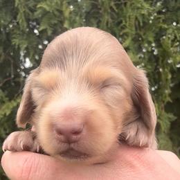 Chocolate and tan dapple male 3500 - Dapple male Dachshund puppy in Albany, Wisconsin from Deglow’s Doxies