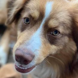 Australian Shepherds and Mastiffs from H.E. Ranch