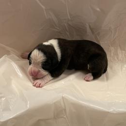 George Straight - Brindle male Boxer puppy in Willard, North Carolina from Boone’s Boxers of North Carolina