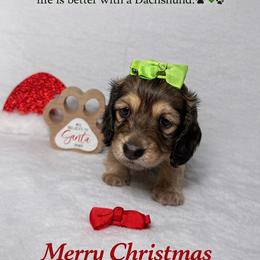 AKC Female - Black and cream female Dachshund puppy in Sumrall, Mississippi from JP’s Dachshunds