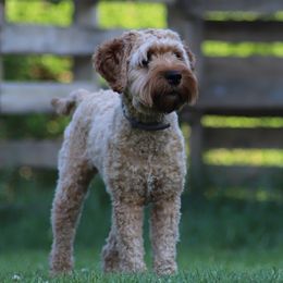 Artemis - Cockapoo