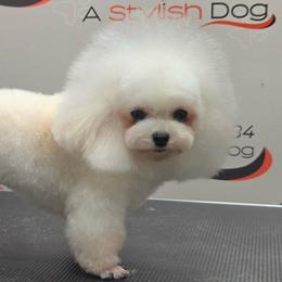 Lilya - White female Maltipoo puppy in San Diego, Temecula, Ontario, California from Yorkie & Maltese Royalty