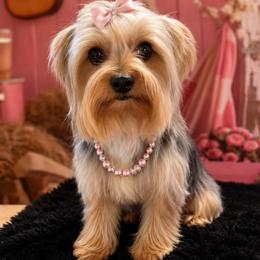 Charlie - Yorkshire Terrier