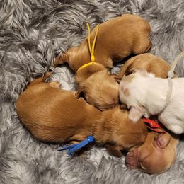 Dachshunds from Diamondback Doxie