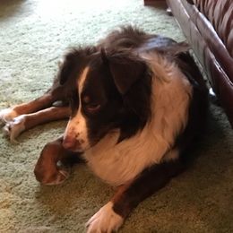 Australian Shepherds from Best Aussies