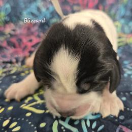 Blizzard - Tri-Roan female English Springer Spaniel puppy in Brodhead, Wisconsin from Pinwheel Acres