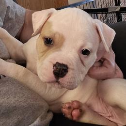Heath - White and tan male American Bulldog puppy in Three Rivers, Michigan from Jemms Kennels
