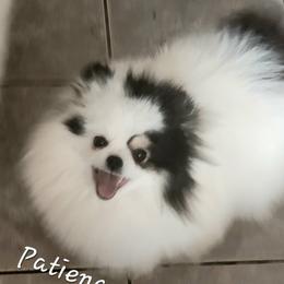 Patty - Pomeranian