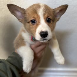2 - Sable male Pembroke Welsh Corgi puppy in Garland, Texas from Barker's Corgis