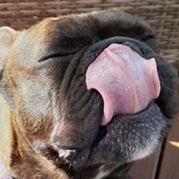 French Bulldogs from Marie Burris