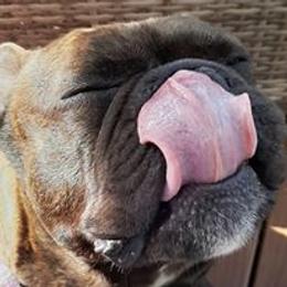 French Bulldogs from Marie Burris