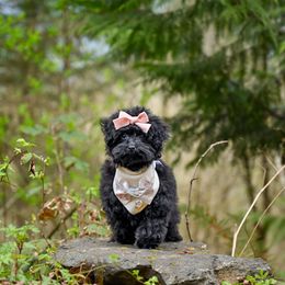 Cavapoo, Cockapoo, and Poodle Puppies from Heavenly Puppies to Love
