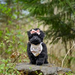 Cavapoo, Cockapoo, and Poodle Puppies from Heavenly Puppies to Love