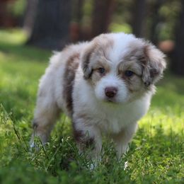 Miniature Australian Shepherds from Mountain Springs’ Aussies