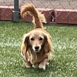 Lilly - Dachshund