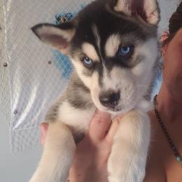 Pomsky Puppies from Bluebonnet Pomskies