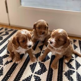 Cavapoo and Whoodle Puppies from Gardner Lane Puppies