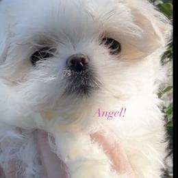 Angel - White female Maltese puppy in Orlando, Florida from Denise’s Puppies
