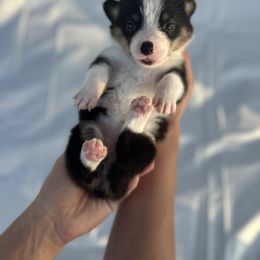 Pembroke Welsh Corgi Puppies from Courtlyn's Corgis