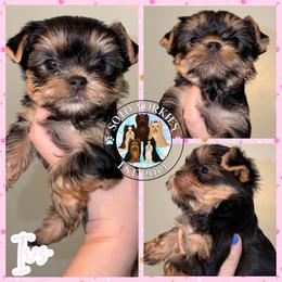 Iris - Black and tan female Yorkshire Terrier puppy in London, Kentucky from Soto Yorkies