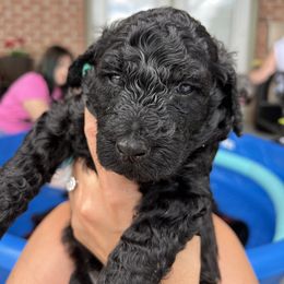 Bernedoodle Puppies from Krissy's Bernedoodles