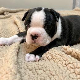 Girl 3 - Boston Terrier puppy in George West, Texas from Duke of Earl’s Boston Terriers
