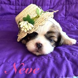 Neve - Gold and white female Shih Tzu puppy in Hemet, California from Aloha Shih Tzu