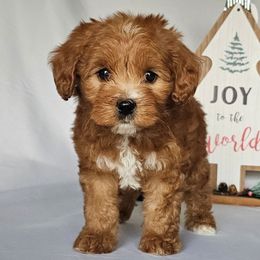 Hershey - Red  male Goldendoodle puppy in Glenford, Ohio from Mi-De Doodles