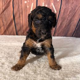 Mango - Phantom female Goldendoodle puppy in Luana, Iowa from Country View Bernedoodles and Goldendoodles