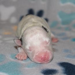Patches - White male Pomsky puppy in Clarkston, Utah from Red Rock Ranch Breeders