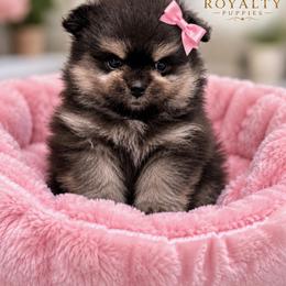 Onyx - Black and tan female Pomeranian puppy in New Oxford, Pennsylvania from JT Royalty Puppies PA
