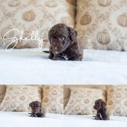 Skelly - Chocolate male Goldendoodle puppy in Woodruff, South Carolina from Crooked Creek Doodles and Poodles
