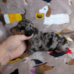 Paisley - Dapple female Dachshund puppy in Barnard, Missouri from KB Doxies