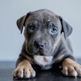 Argentina - Blue tri-color male American Bully puppy in Frederick, Maryland from EastSideMarky