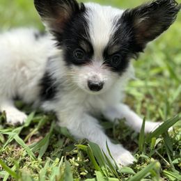 Boston Terrier and Papillon Puppies from Sassy Pap Farms
