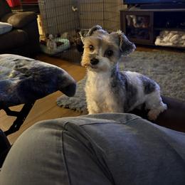 Yorkshire Terrier puppies from RJ’S Classy Yorkies