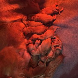 Girl 3 - Dark golden female Golden Retriever puppy in Pekin, Illinois from Solari Kennels