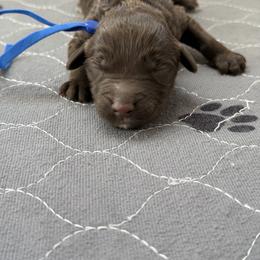 Blue collar - Chocolate male Labradoodle puppy in Manor, Texas from The Lovadoodles of Texas