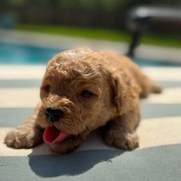 Polo - Apricot male Goldendoodle puppy in Shreveport, Louisiana from Cottage Doodles