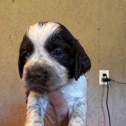 Red Collar Boy - Liver white and roan male English Springer Spaniel puppy in Collins, Georgia from English Springer Spaniels at Lands Lodge