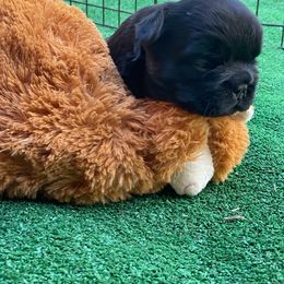 French Bulldog Puppies from Just Us Frenchies