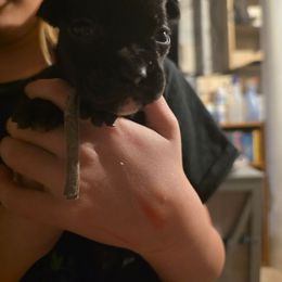 Light blue - Brindle female Boxer puppy in Caspian, Michigan from Andrus Family Boxers