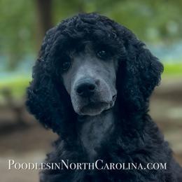 Poodle Puppies from Grace Poodles