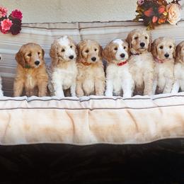 Goldendoodle Puppies from Hogan Family-Raised F1b Gooldendoodles