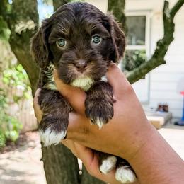 Taffy - Tri-color female Cavapoo puppy in Sharpsburg, Georgia from Steindoodles