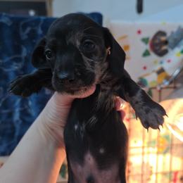 Solid dapple - Dapple male Dachshund puppy in West Plains, Missouri from Spring Creek Dachshunds