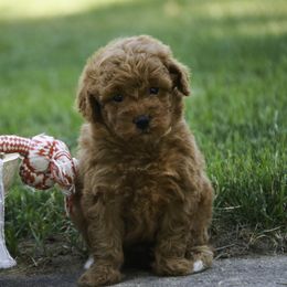 Jackson - Red  male Poodle puppy in Etna Green, Indiana from Perfect Match Poodles